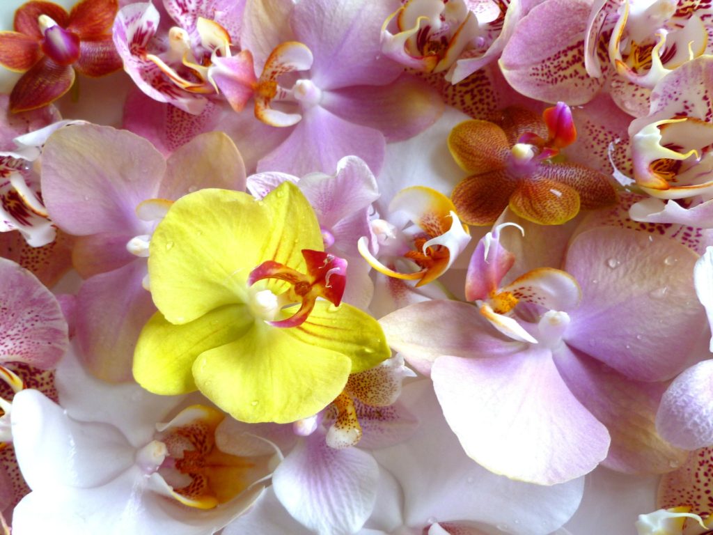 ４つの分類で解説 胡蝶蘭の種類 写真で見る色々な胡蝶蘭１０選 胡蝶蘭のチカラ