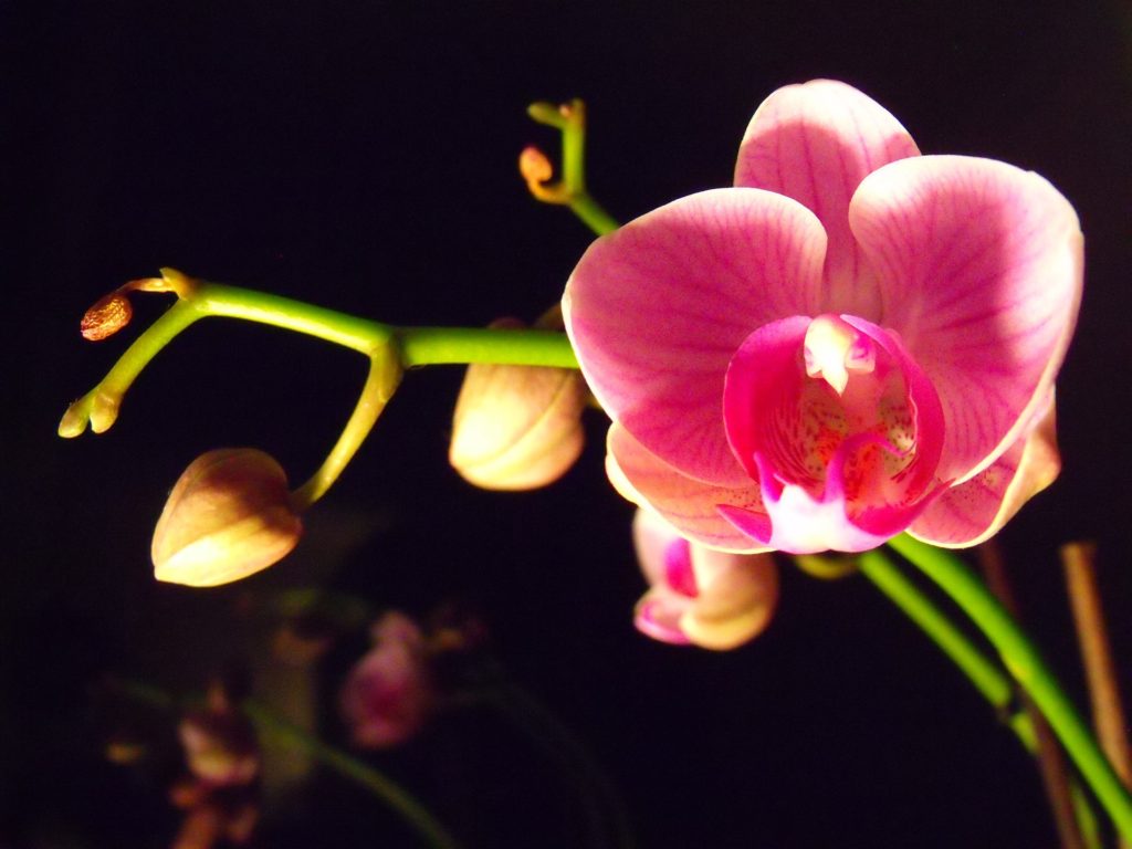 実は長寿 胡蝶蘭の寿命 たったこれだけで花持ちが劇的によくなる 胡蝶蘭のチカラ